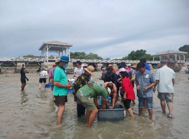 สหกรณ์จังหวัดชลบุรีเข้าร่วมกิจกรรมโครงการอนุรักษ์ทรัพยากรทางทะเลและฟิ้นฟูปะการังธรรมชาติในพื้นที่อำเภอเกาะสีชัง โดยชุมชนมีส่วนร่วม ครั้งที่ 5 ... พารามิเตอร์รูปภาพ 5