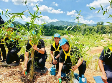 กิจกรรมจิตอาสาโครงการนำร่องการปลูกไผ่หนามเป็นรั้วธรรมชาติ ... พารามิเตอร์รูปภาพ 4